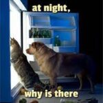 Inyay/why is there a light in the fridge?