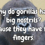 Inyay/Why do gorillas have big nostrils?